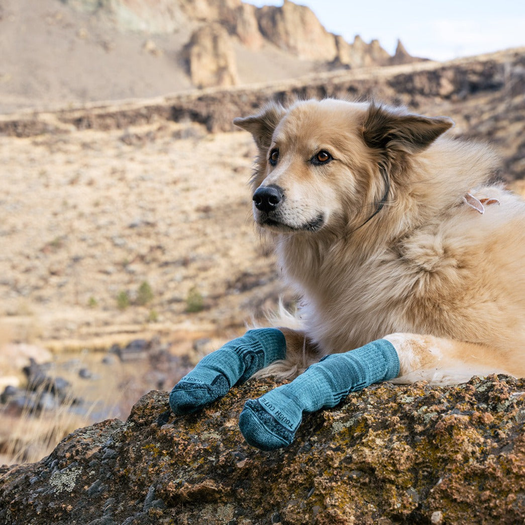 A dog with ToughCutie socks on his paws looks pissed off